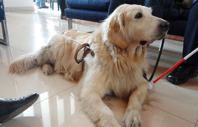 Imagen Perro Guía