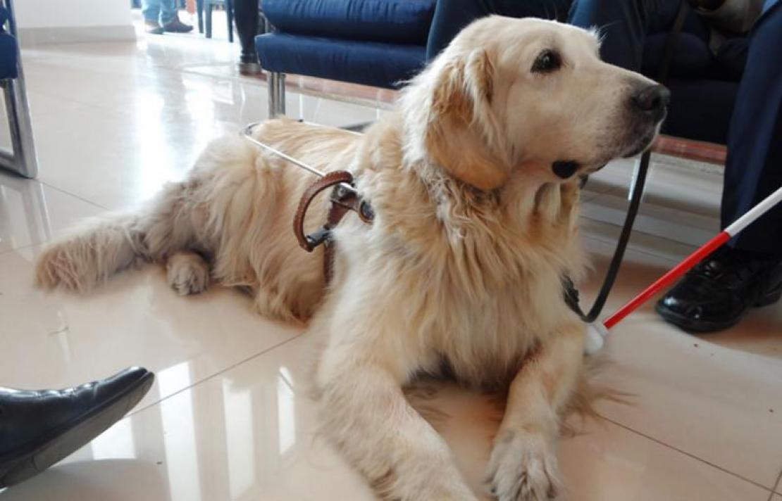 Imagen Perro Guía
