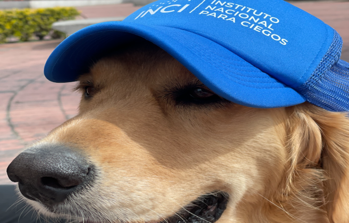 Golden Retriever usa una gorra de color azul en la gorra se lee inci instituto nacional para ciegos