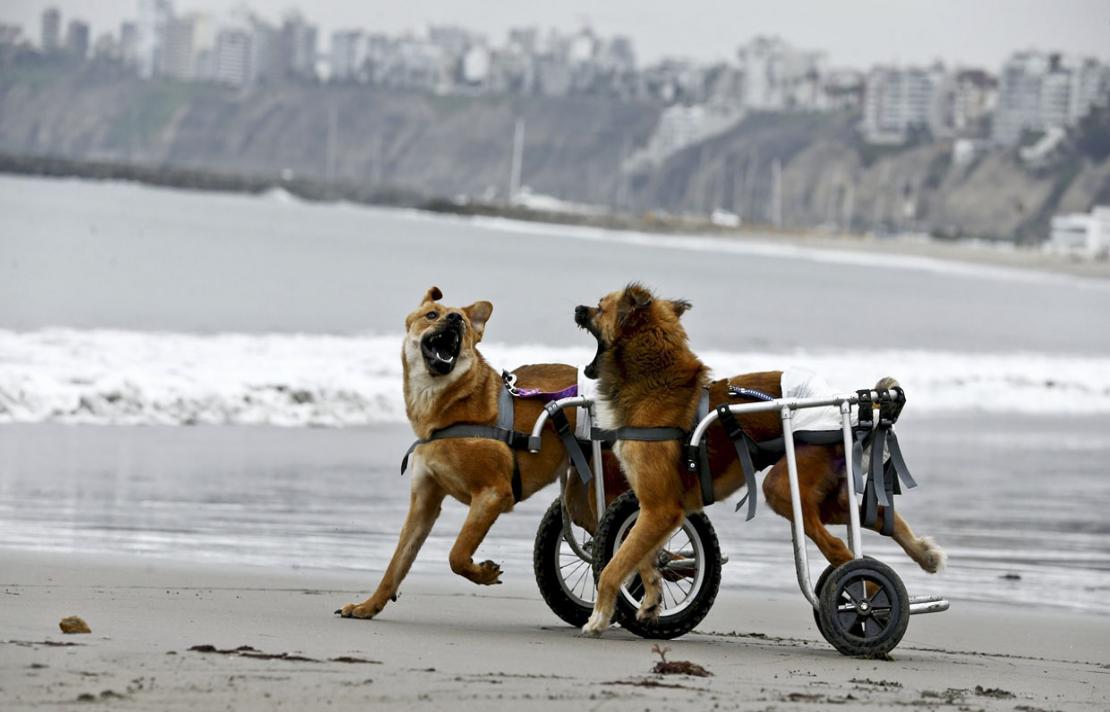 En la foto, dos perros con discapacidad física y en silla de ruedas corren jugando sobre la bahía En la foto, dos perros con discapacidad física y en silla de ruedas corren jugando sobre la bahía