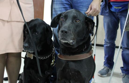 Fotografía, Perros guía en el INCI