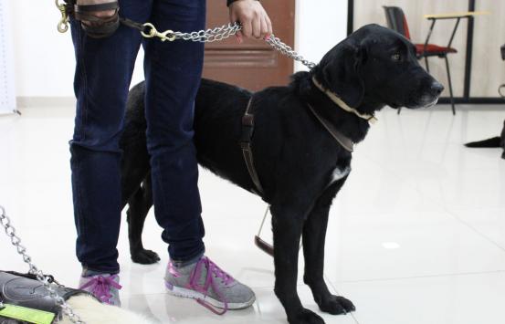 Fotografía, Perro Guía