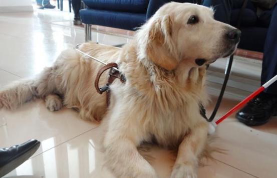 Perro guía, un compañero que acompaña a las personas con discapacidad visual y les abre un camino a la libertad.