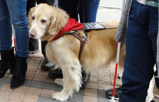 Perro guía de raza Golden Retriever cumpliendo su labor, guiando a una persona ciega