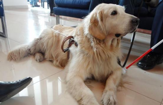 Imagen Perro Guía